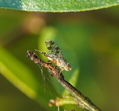Austrotephritis poenia