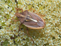 Tropicorypha bifida