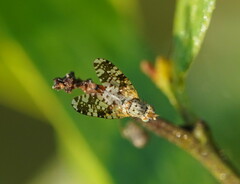 Austrotephritis poenia