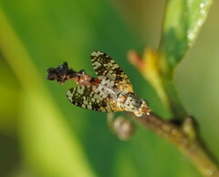 Austrotephritis poenia