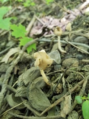 Helvella levis