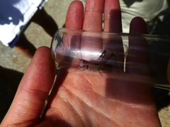 Stenobothrus lineatus