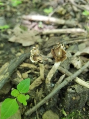 Helvella levis