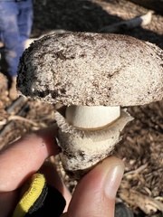 Agaricus boisseletii