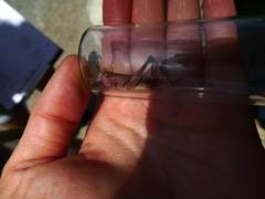 Stenobothrus lineatus