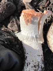 Agaricus boisseletii