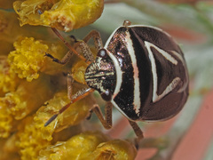 Aegaleus