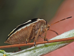 Aegaleus