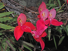 Disa uniflora