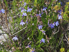 Lobelia setacea