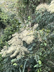 Aralia bipinnata