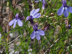 Lobelia setacea