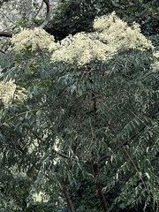Aralia bipinnata