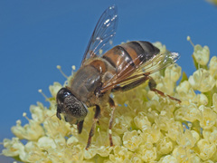 Eristalinus