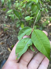Syzygium luehmannii