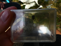 Zachaeus crista