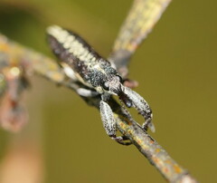 Rhinotia