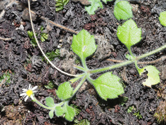 Felicia cymbalariae