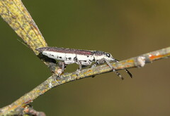 Rhinotia