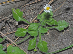 Felicia cymbalariae