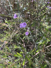 Prostanthera hirtula