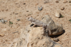 Pristurus carteri