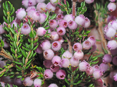 Erica mollis