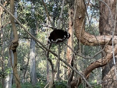 Euploea core corinna