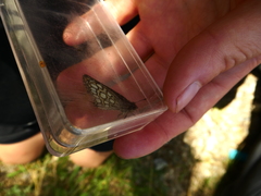 Heteropterus morpheus