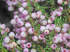 Erica mollis