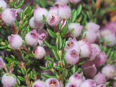 Erica mollis