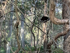Euploea core corinna