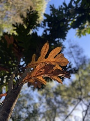 Athertonia diversifolia