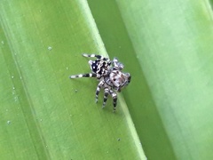 Thorelliola ensifera