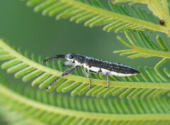 Rhinotia