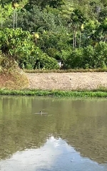 Himantopus himantopus