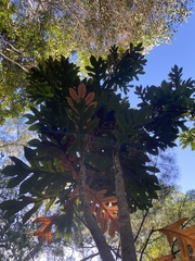 Athertonia diversifolia