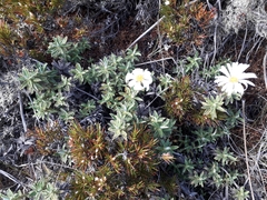 Celmisia angustifolia