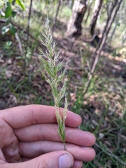 Dichelachne micrantha