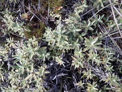 Celmisia angustifolia