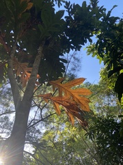 Athertonia diversifolia