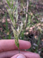 Dichelachne micrantha