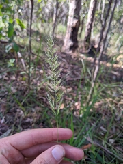 Dichelachne micrantha