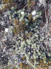 Celmisia angustifolia