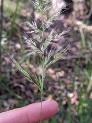 Dichelachne micrantha