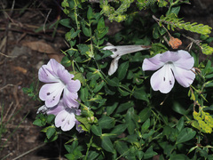 Barleria greenii