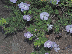 Barleria greenii