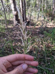 Dichelachne micrantha