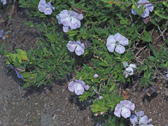 Barleria greenii