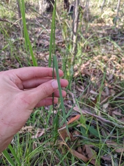 Dichelachne micrantha